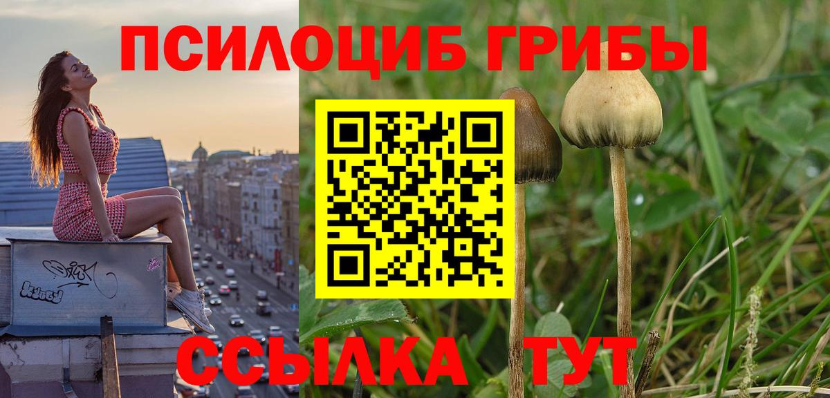 Псилоцибиновые грибы GOLDEN TEACHER Сатка